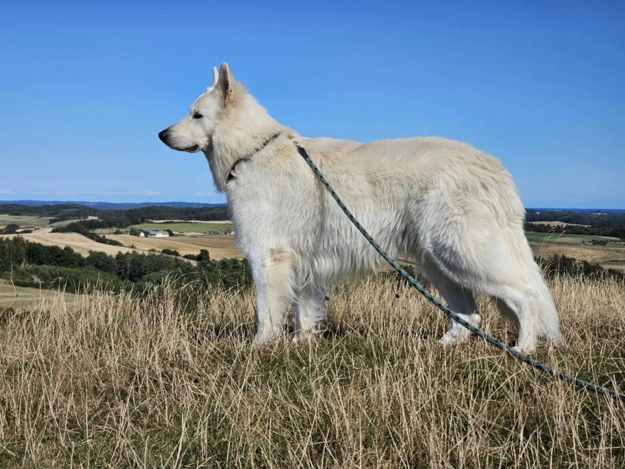 Billede 10 - Belgisk hyrdehund / Schweizisk hyrdehund Hvalpe