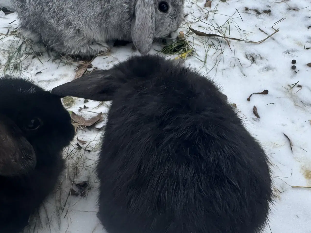 Billede 16 - Han Dværgvædder unger sælges 
