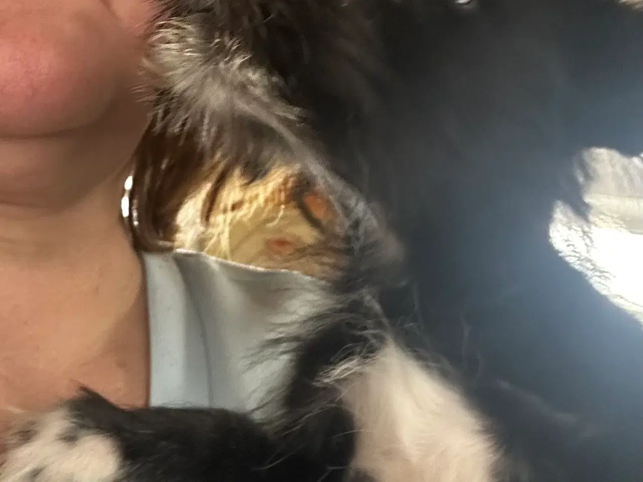 Billede 6 - Psykisk servicehund