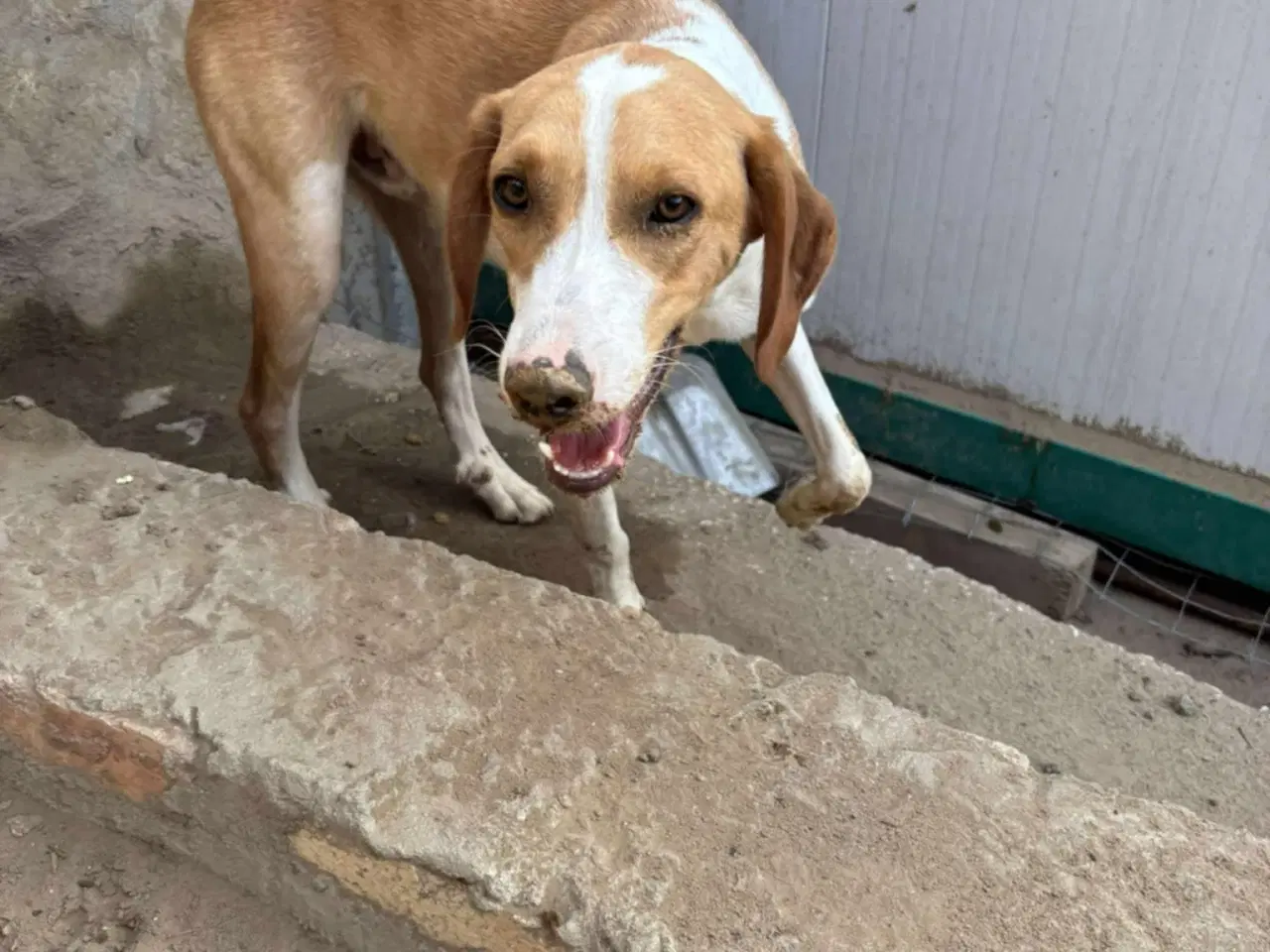 Billede 6 - Skønne Riga søger sit 4ever hjem