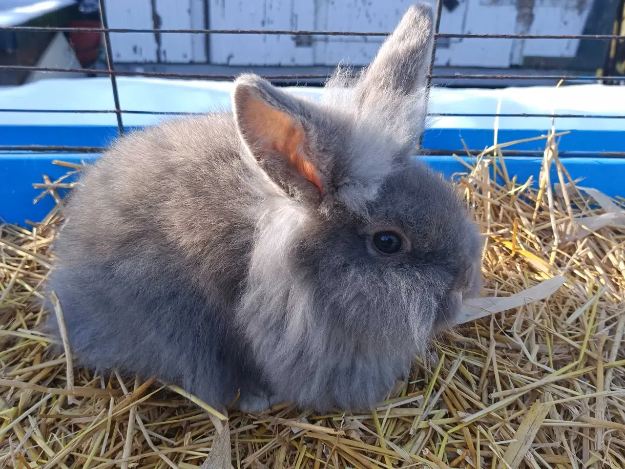 Billede 6 - Minilop/ Dværg vædder 