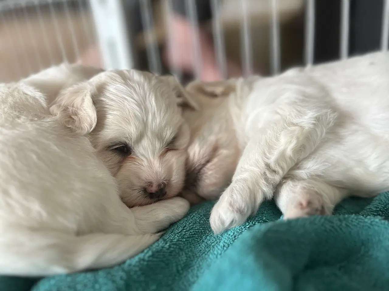 Billede 2 - Coton de Tulear / Bichon Havanais blandinger