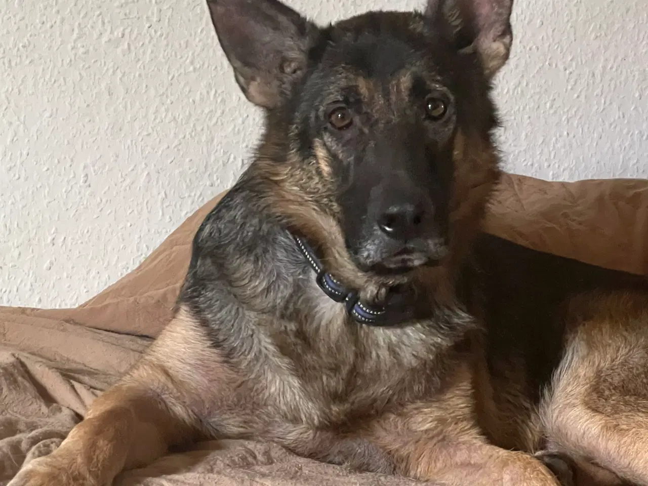 Billede 2 - Han schæfer sælges