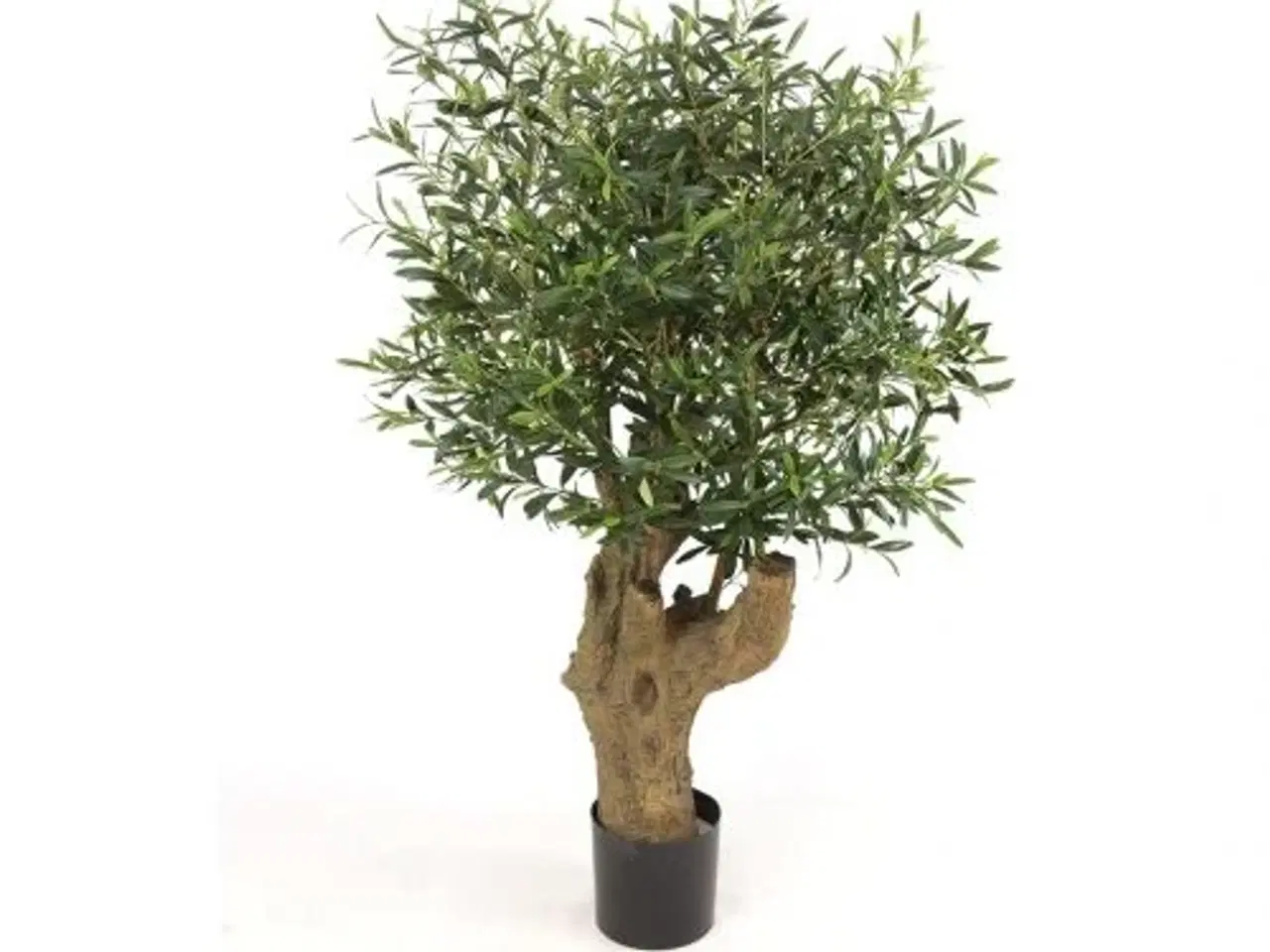 Billede 1 - Oliventræ 140 cm