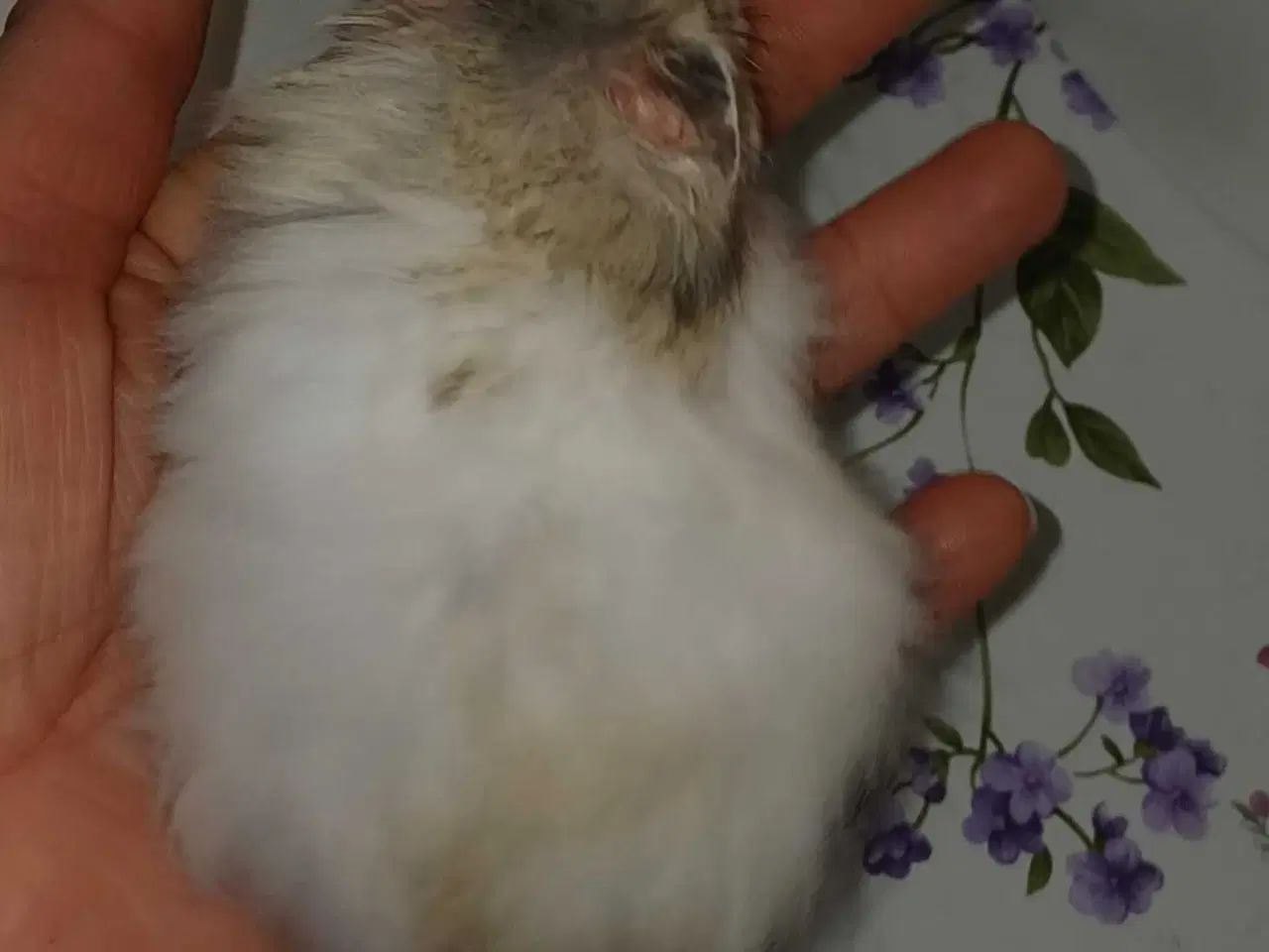 Billede 17 - Guldhamster unger