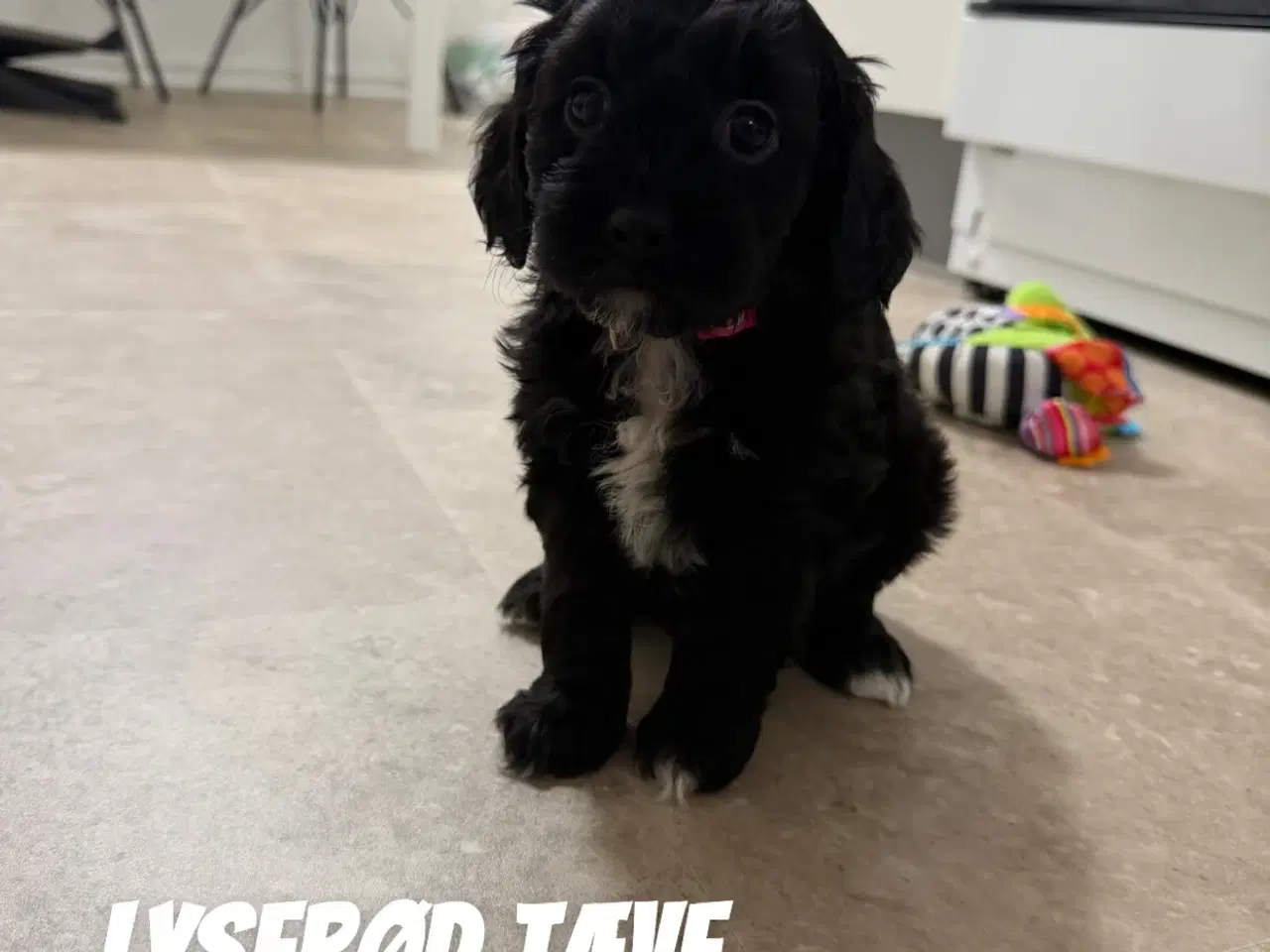 Billede 1 - Dejlige cavapoo hvalpe søger nyt hjem!
