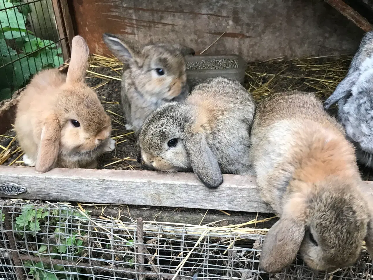 Billede 3 - Kanin unger