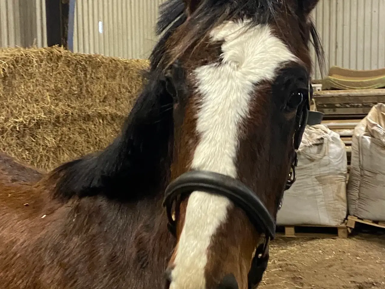 Billede 4 - Flere ungheste haves