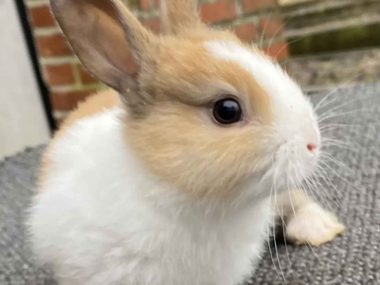 Billede 1 - HOLLÆNDER HUN MADAGASCAR