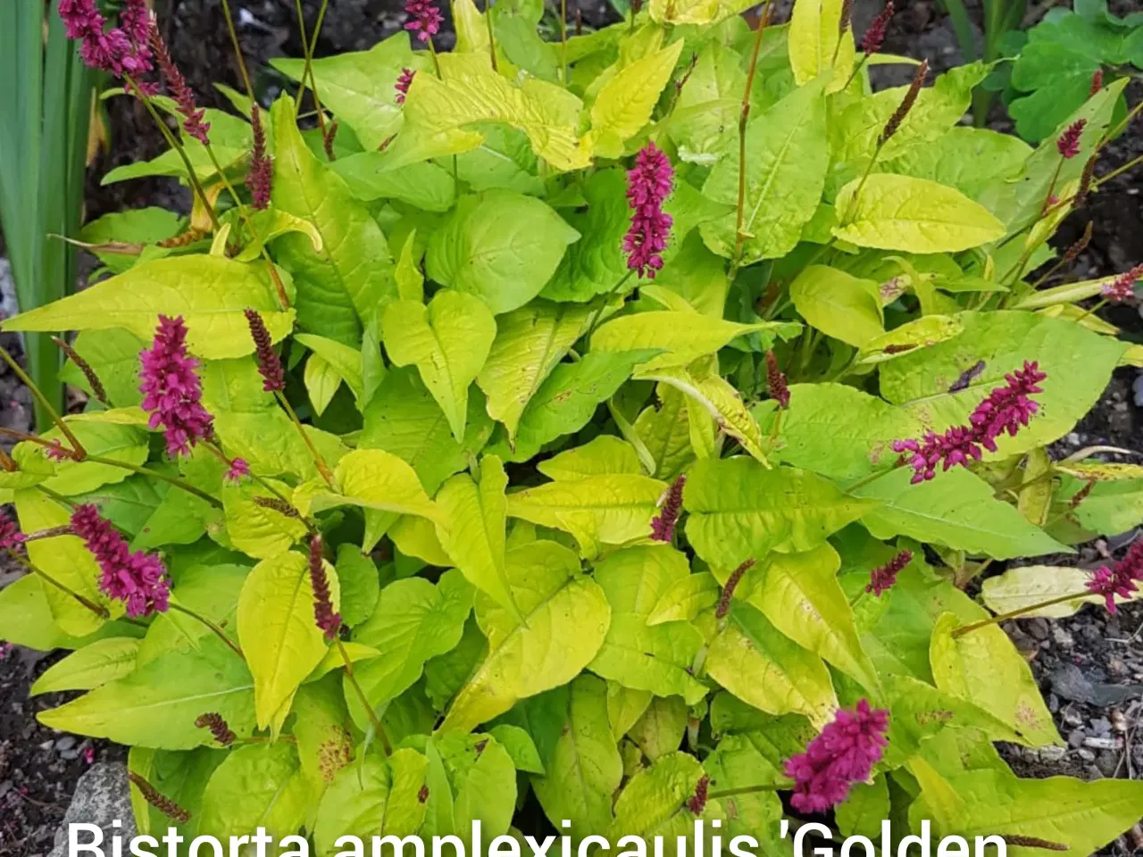 Billede 8 - Prydgræsser planter elefantgræs Little zebra, 