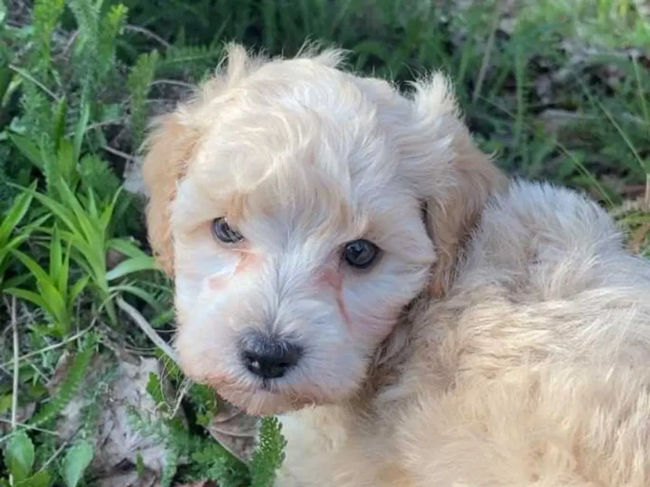 Billede 4 - Cavapoo klar til nyt hjem nu