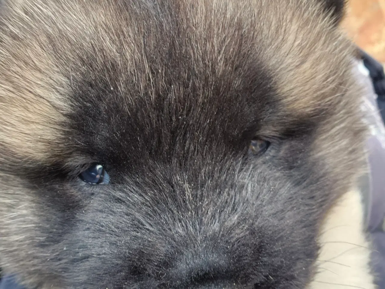 Billede 4 - Hundehvalpe American Akita