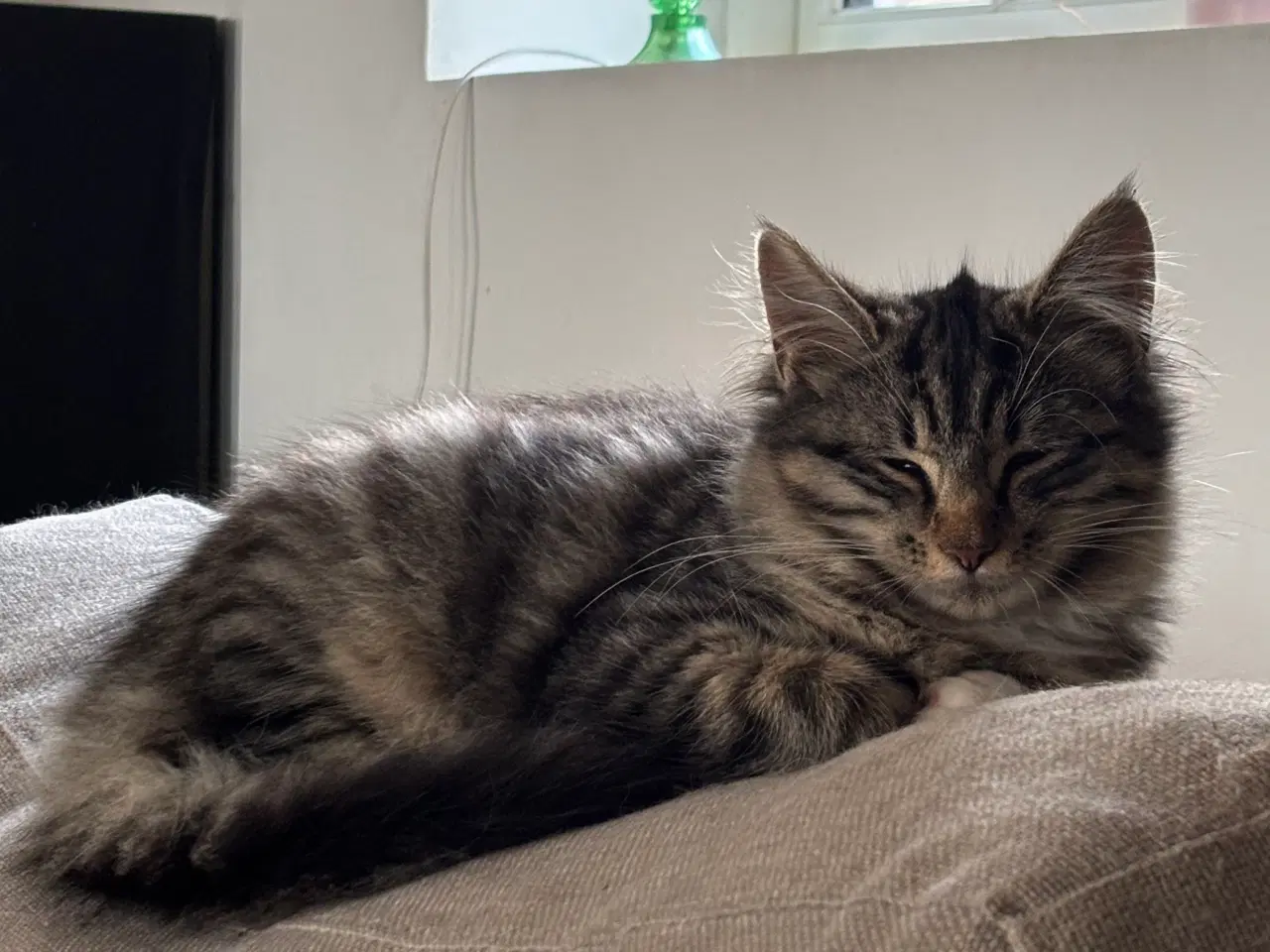 Billede 3 - Smuk kærlig Maine coon pige