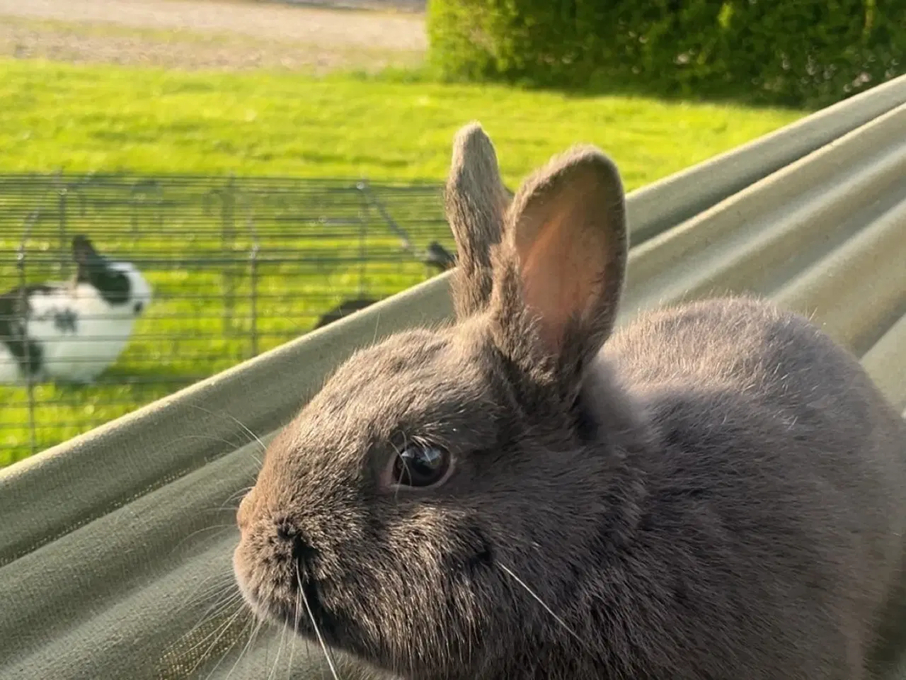 Billede 6 - Hermelin Han