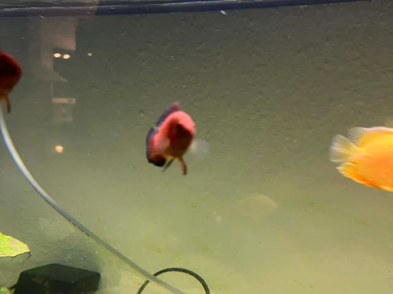Billede 6 - Juvelcichlide 2 stk