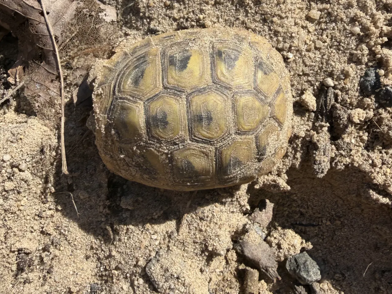 Billede 3 - Græske landskildpadder søger hjem