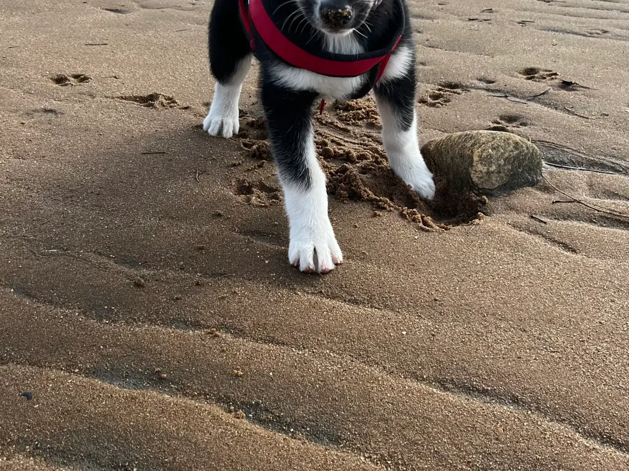 Billede 1 - Siberian husky/Malamute