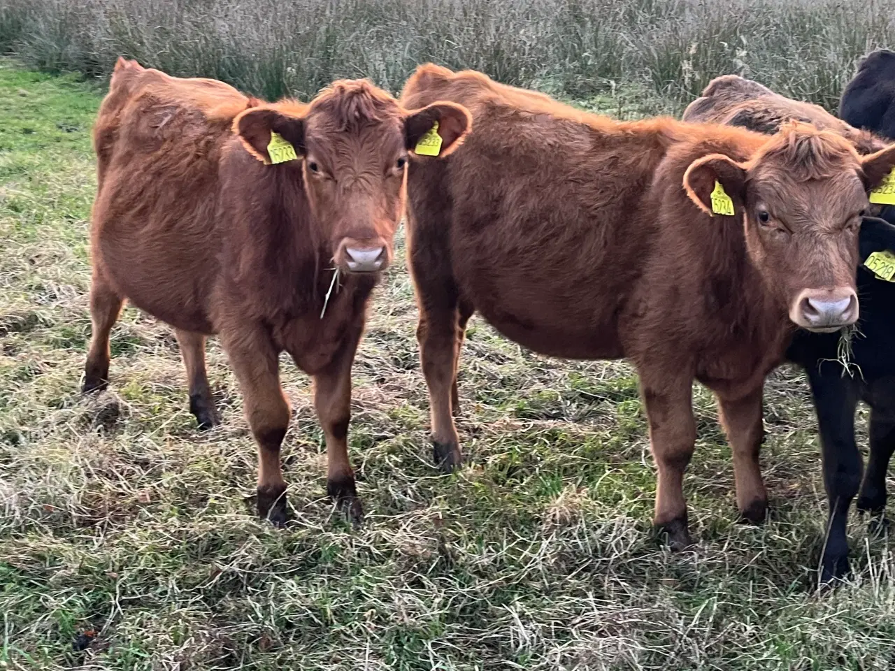 Billede 3 - Aberdeen angus/ Jersey stude