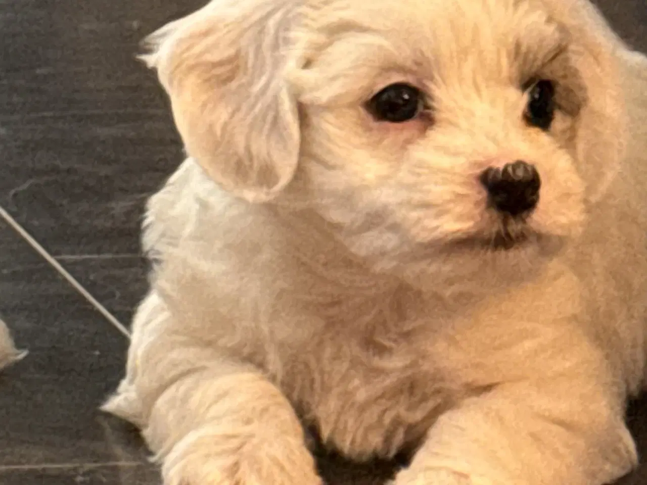 Billede 3 - Bichon havanais hvalpe sælges
