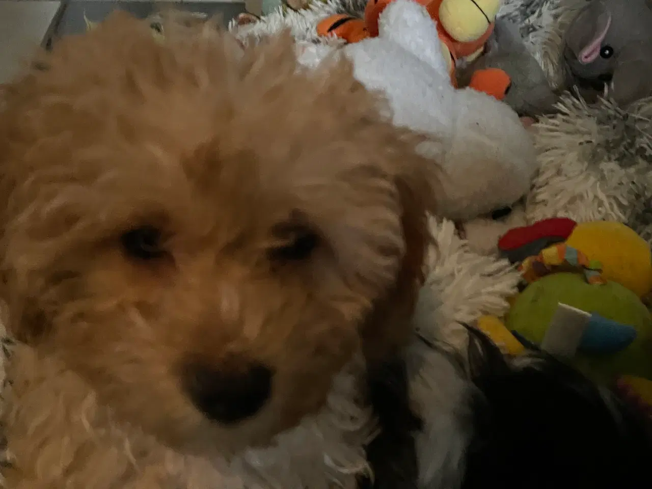 Billede 12 - HAVAPOO HVALPE-REJSEKLARE NU!