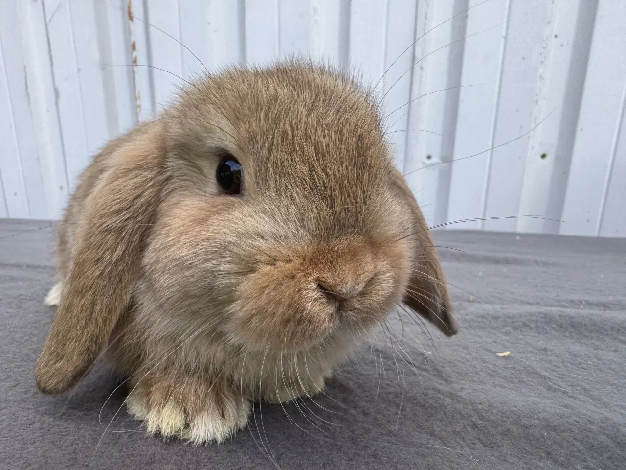 Billede 6 - Mini Lop hankanin