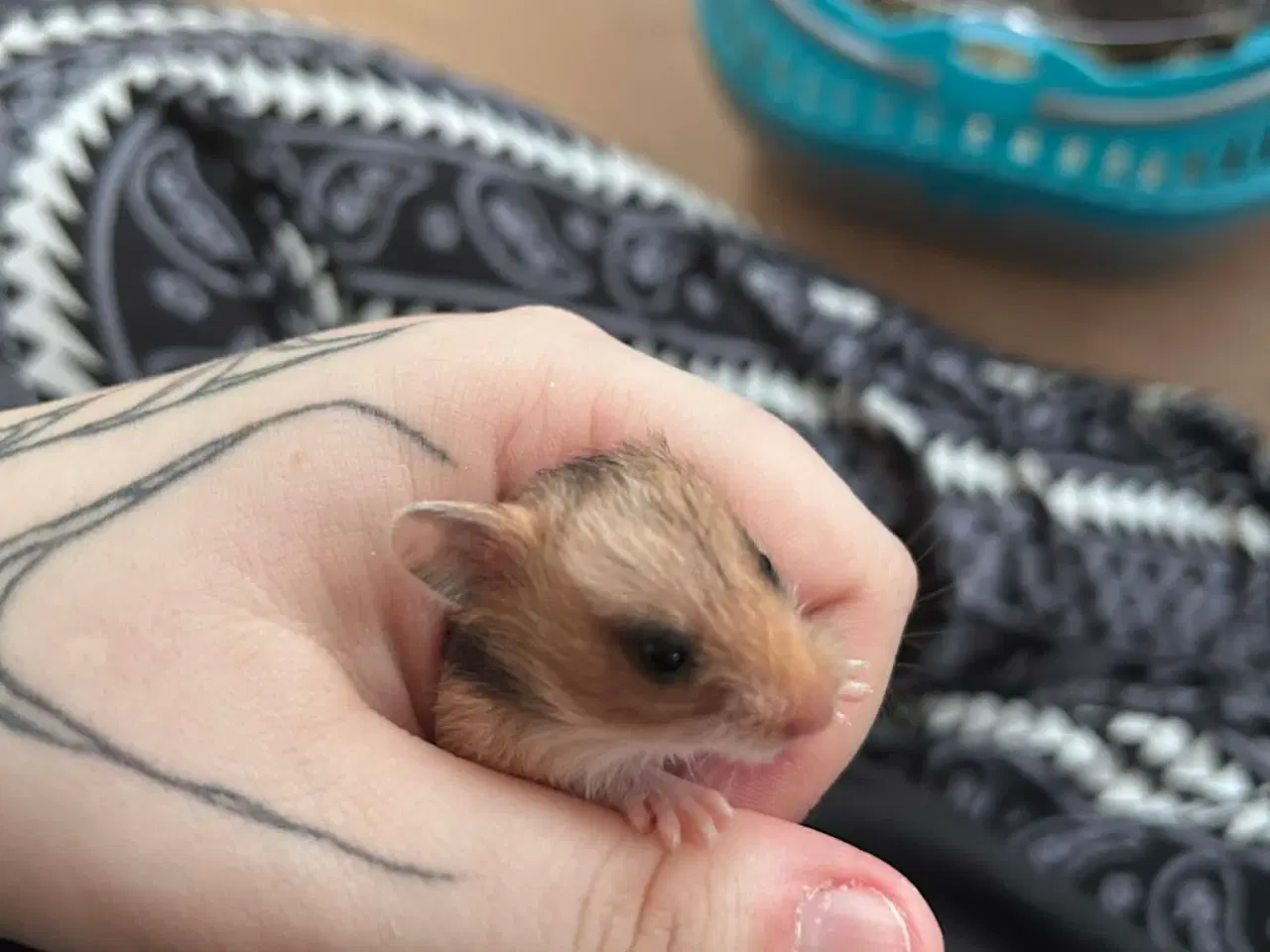 Billede 3 - Sibiriske Guldhamster Unger