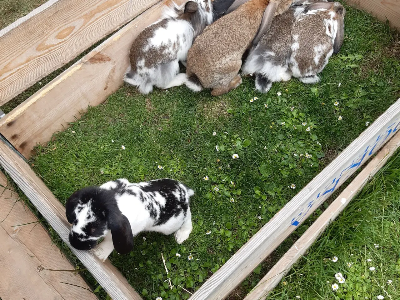 Billede 4 - Kaniner