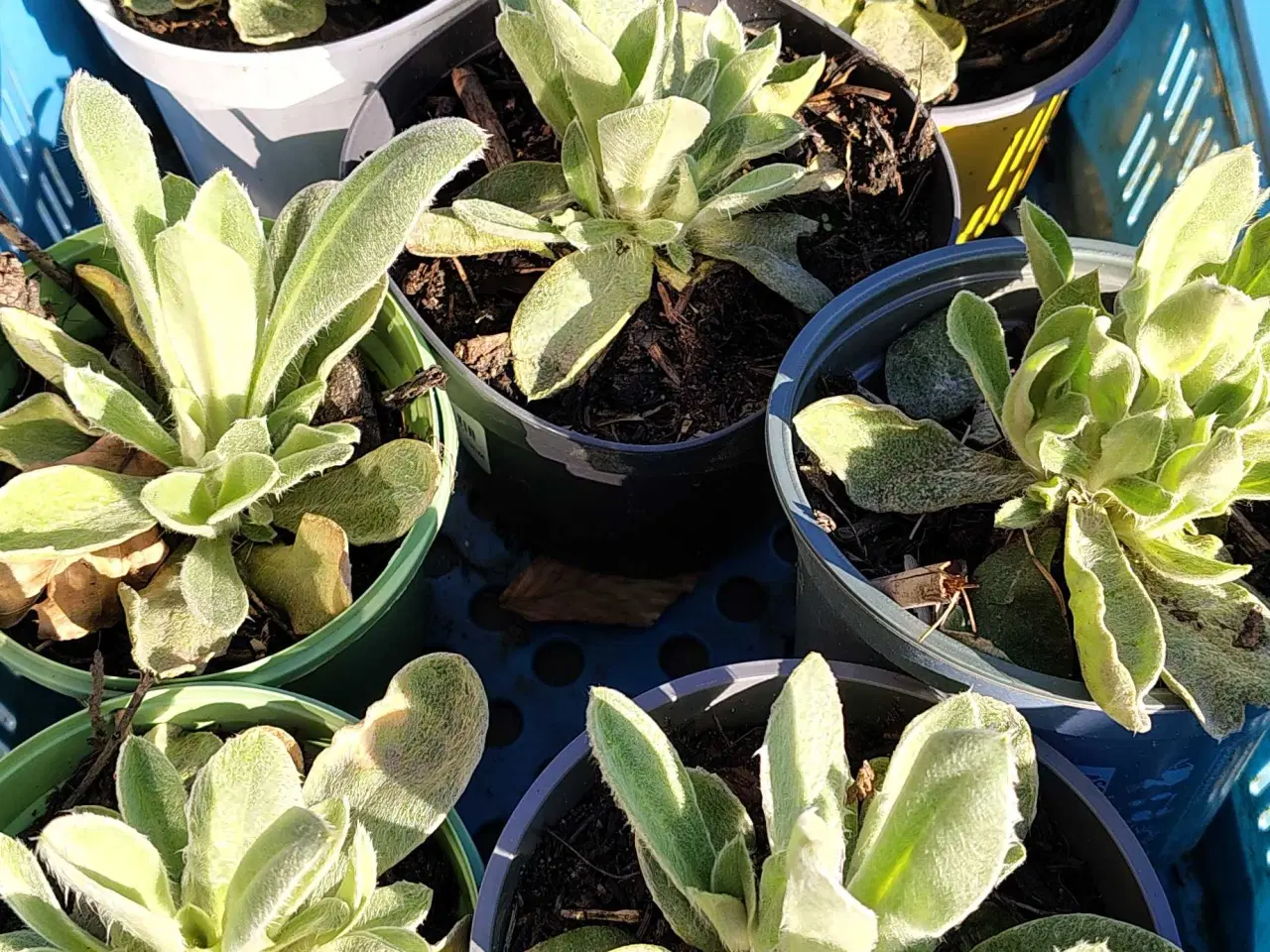 Billede 4 - Haveklinte 