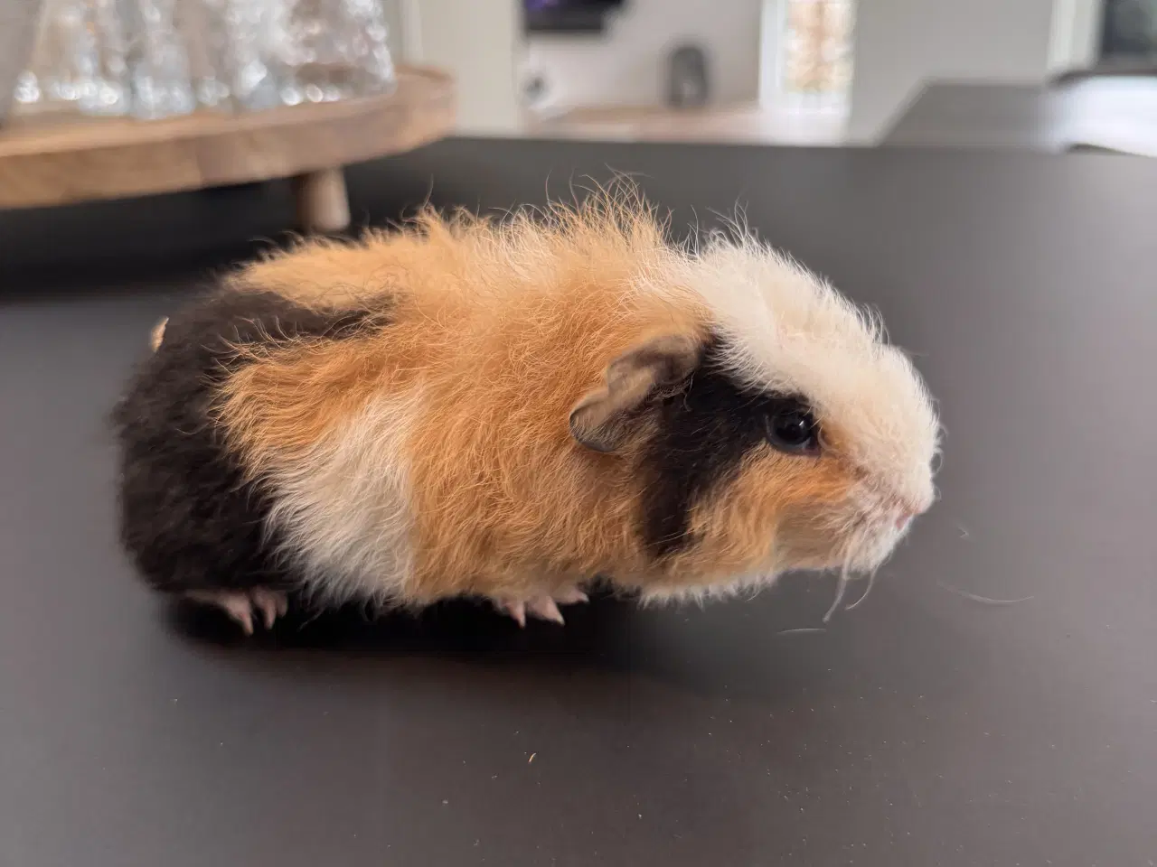 Billede 11 - Marsvin unger, 10 stk blandet