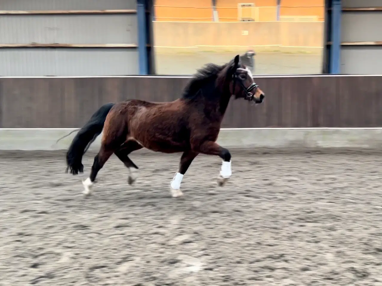 Billede 7 - Welsh pony 4 år