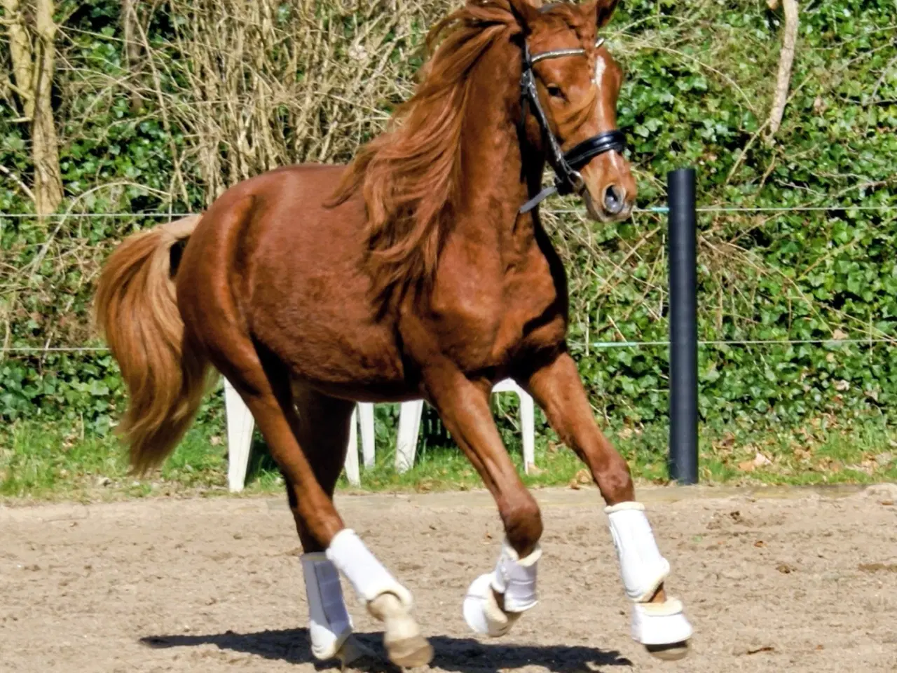 Billede 4 - Dansk Sports pony ( kat 1)
