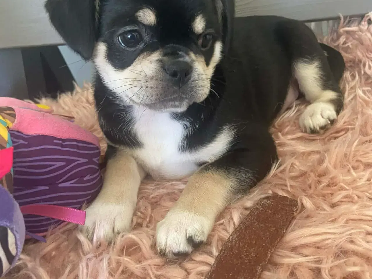 Billede 7 - Små søde blandingshvalpe 🐶