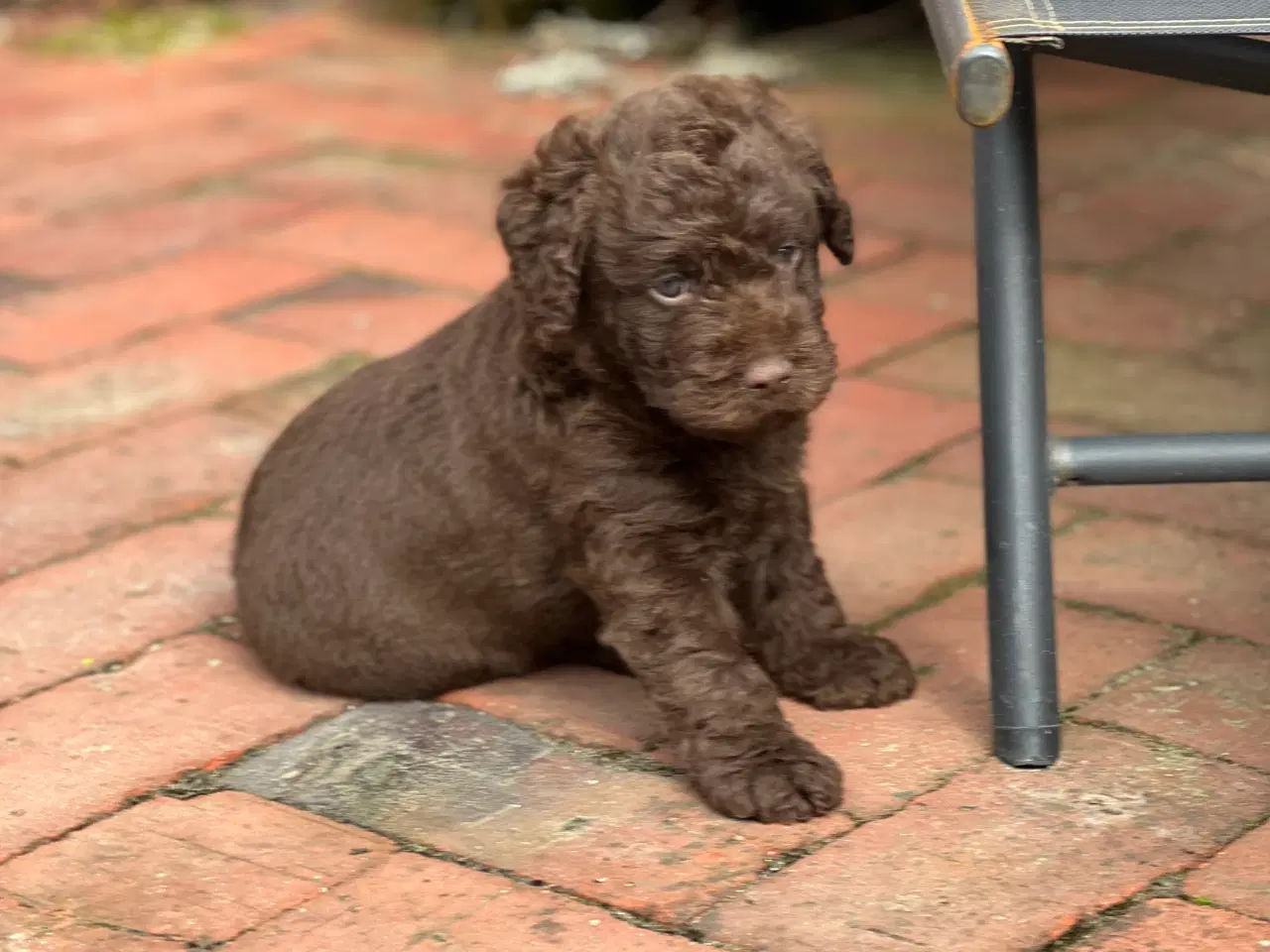 Billede 7 - Labradoodle første generation