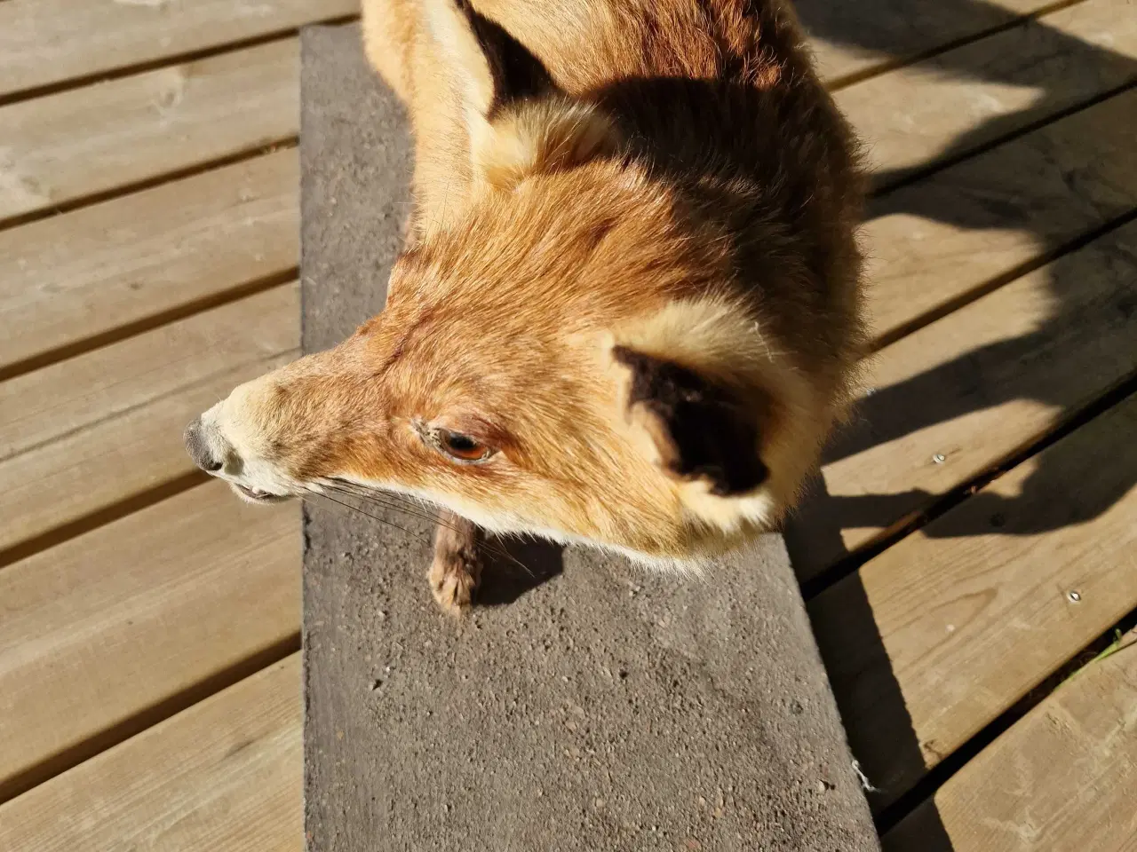 Billede 3 - Udstoppet ræv sælges