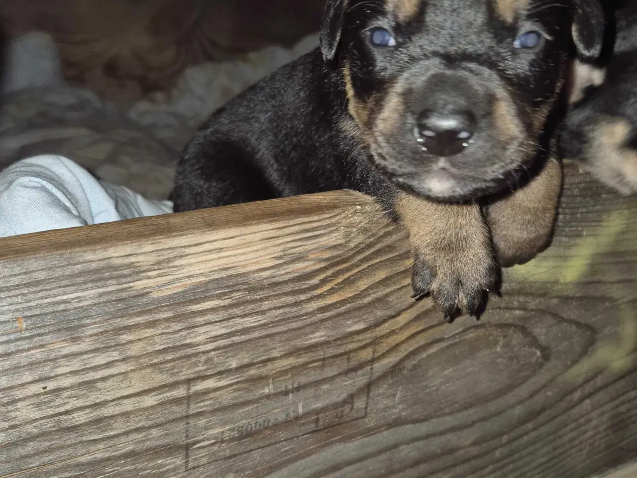 Billede 4 - Skønne Labrador blandingshvalpe