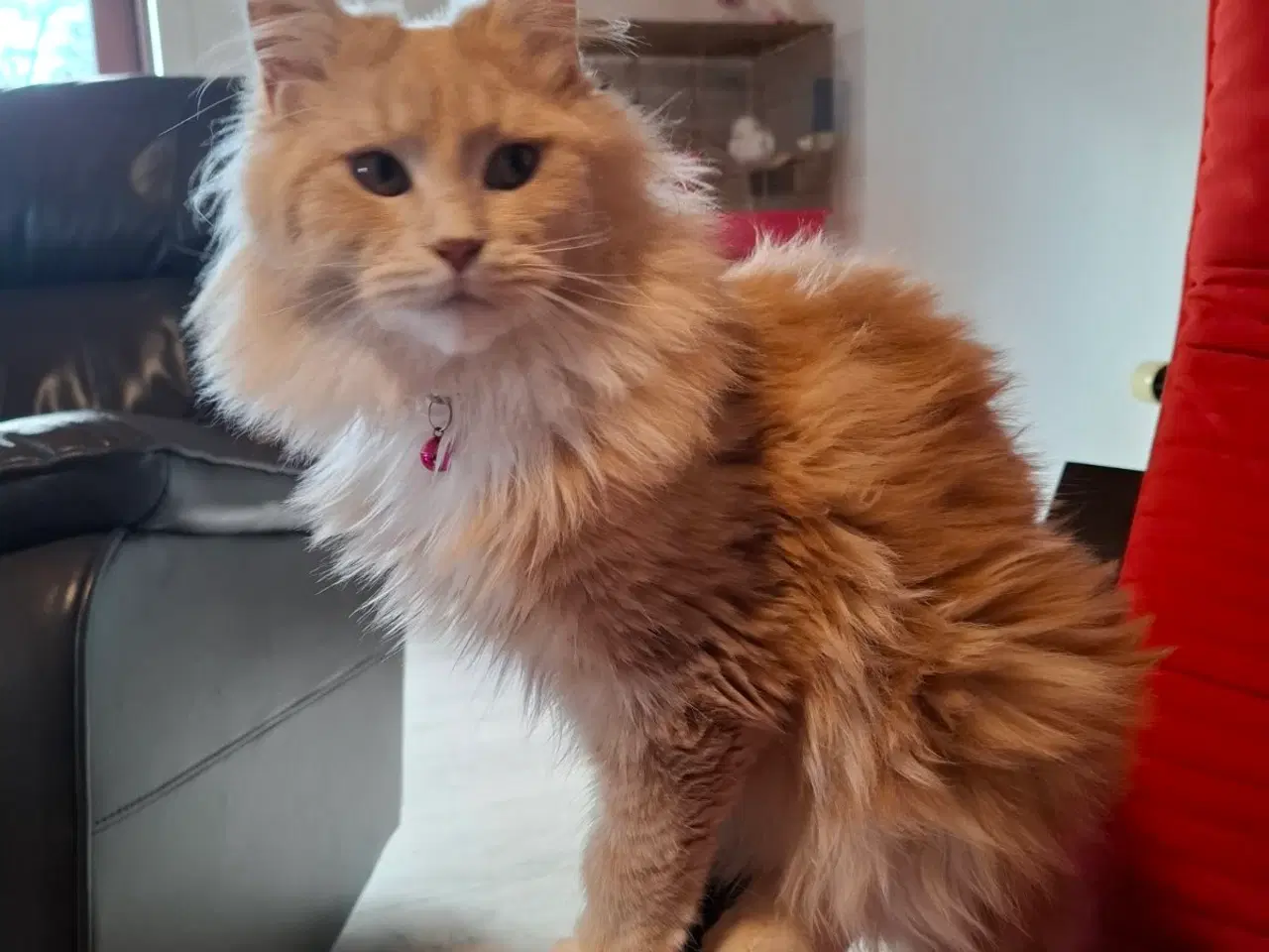 Billede 8 - Maine coon blanding 
