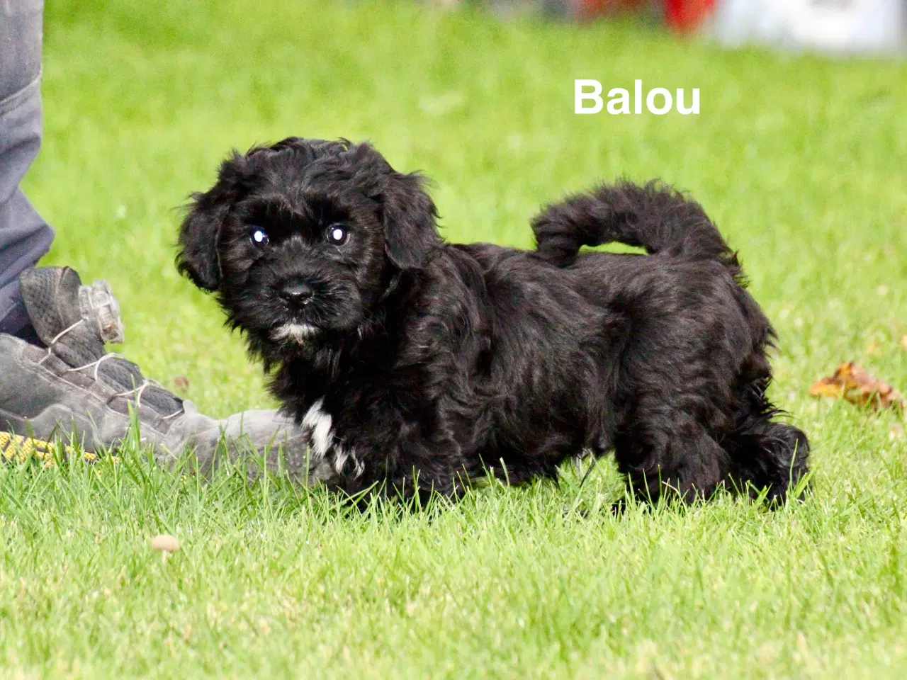 Billede 13 - Bichon Havanais DKK 