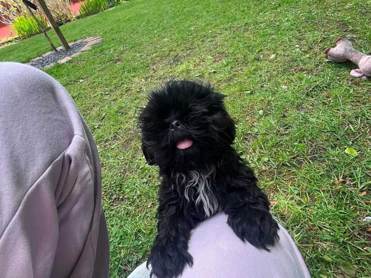 Billede 2 - Shih Tzu Smukke sorte hvalpe