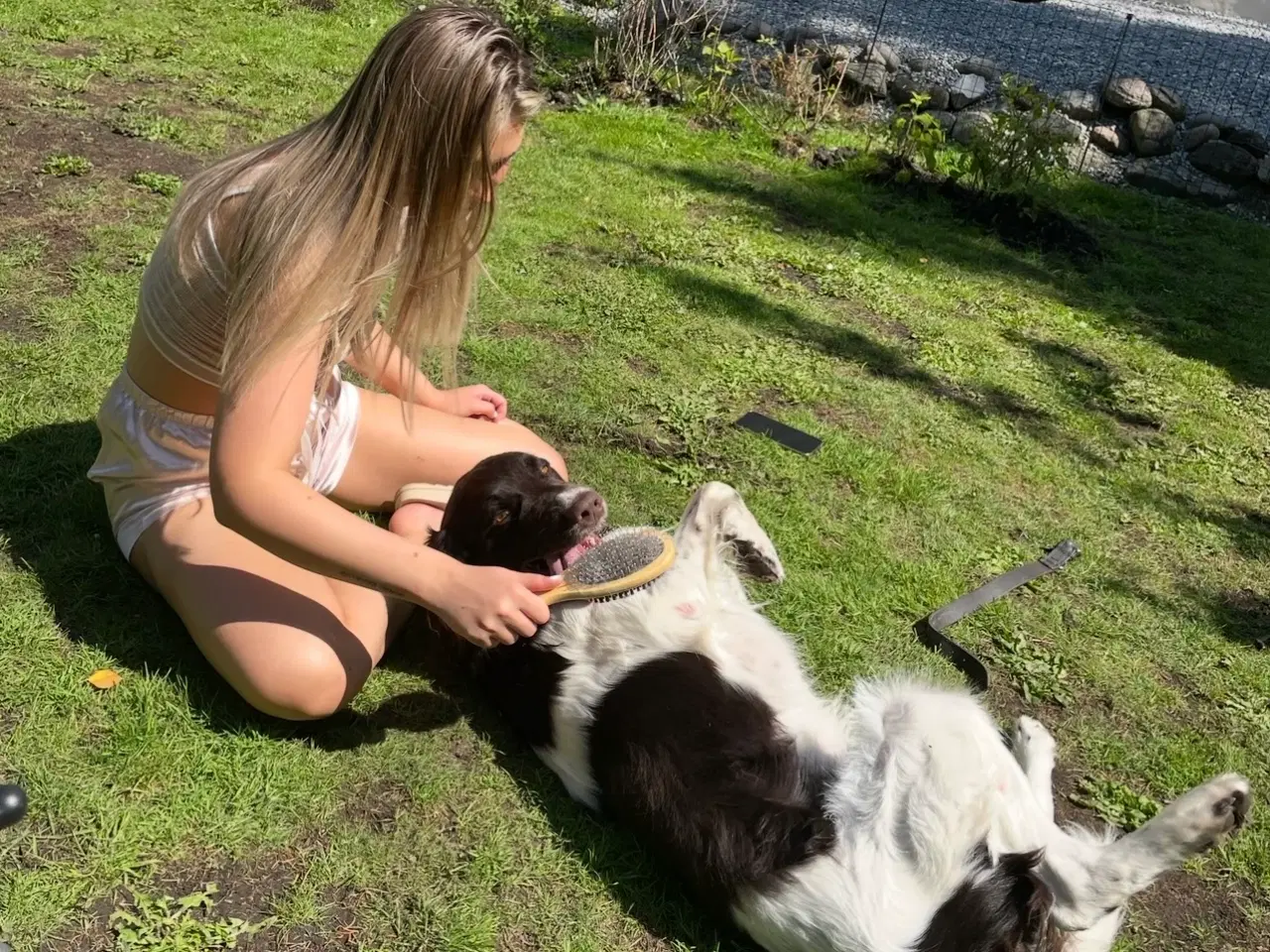 Billede 4 - Salg af Konrad - En fantastisk familiehund og jagt