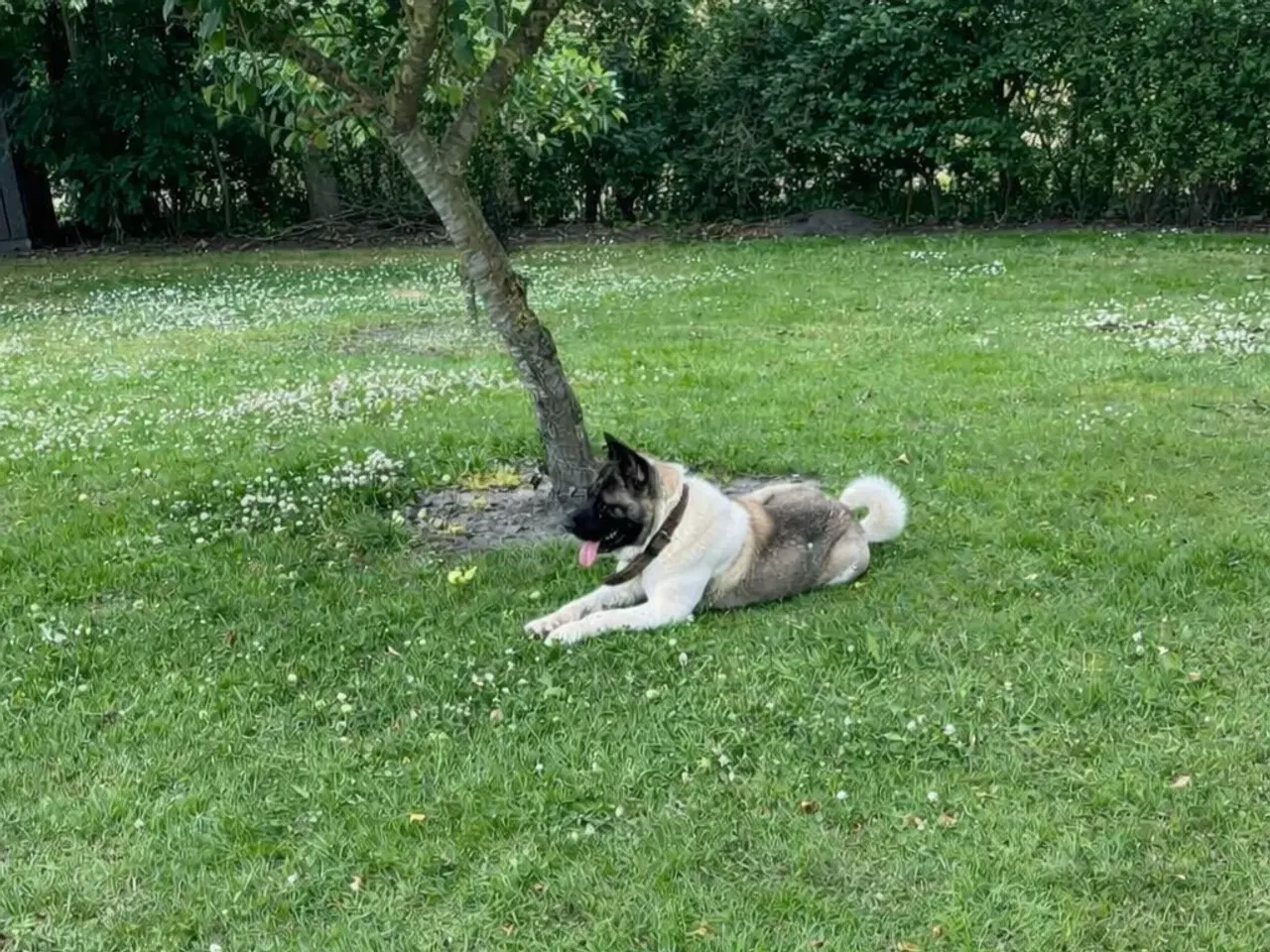 Billede 6 - Hundehvalpe American Akita