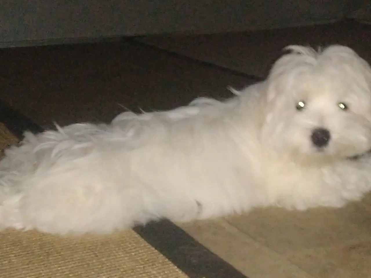 Billede 7 - Coton de Tulear 