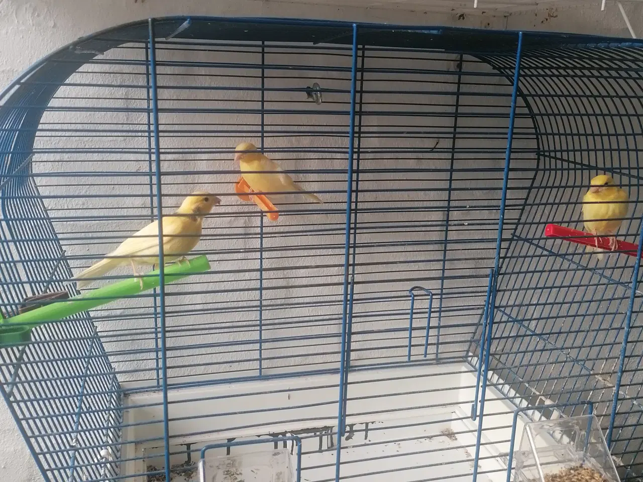 Billede 2 - Hvide og gule kanariefugle fra 2025