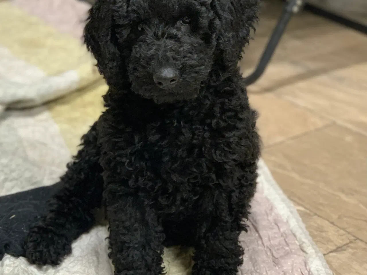 Billede 5 - Golden Doodle F1B babyer er rejse klar