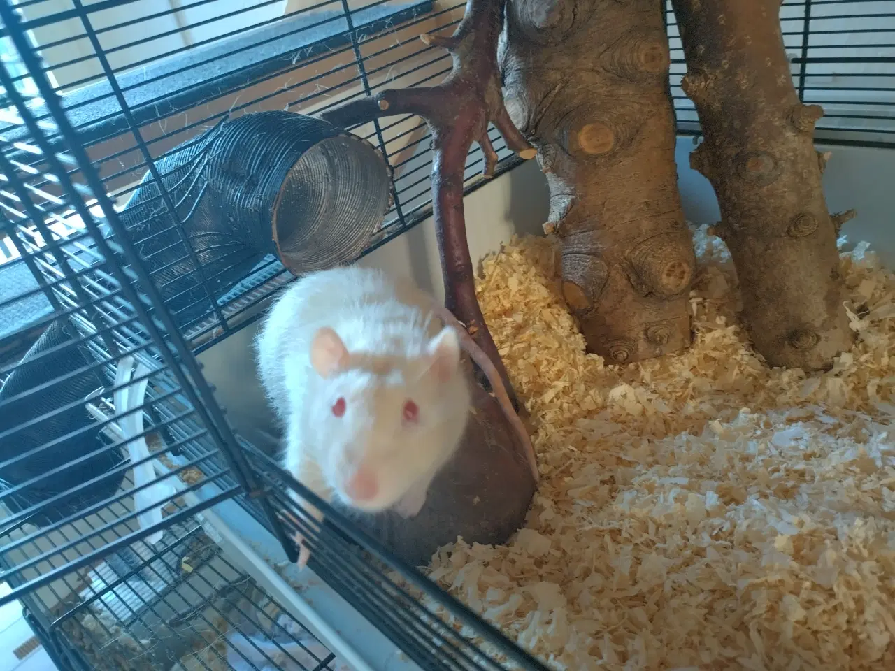 Billede 3 - Tamrotter (4 Drenge),(2 Piger)