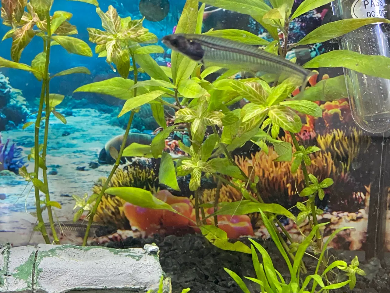 Billede 3 - Glas maller sælges