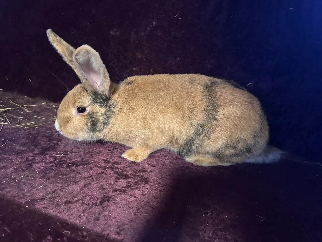 Billede 4 - Kaniner
