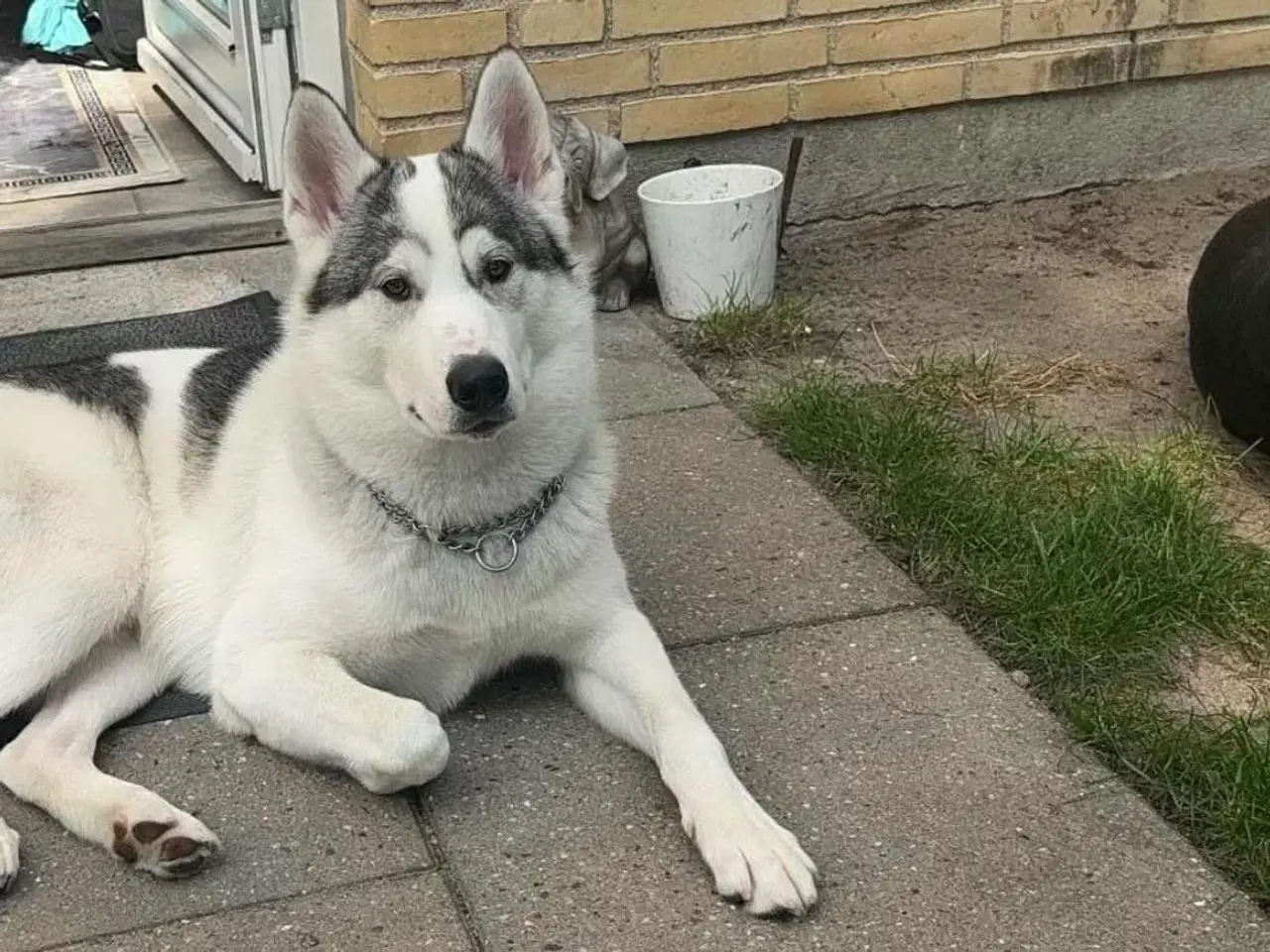 Billede 10 - Hunde hvalpe til salg