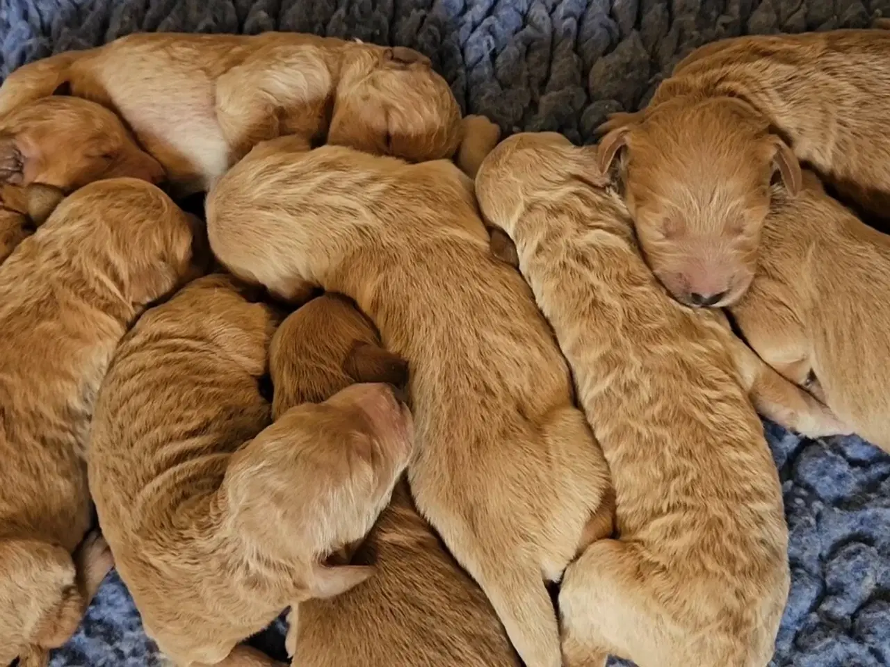 Billede 11 - Goldendoodle hvalpe