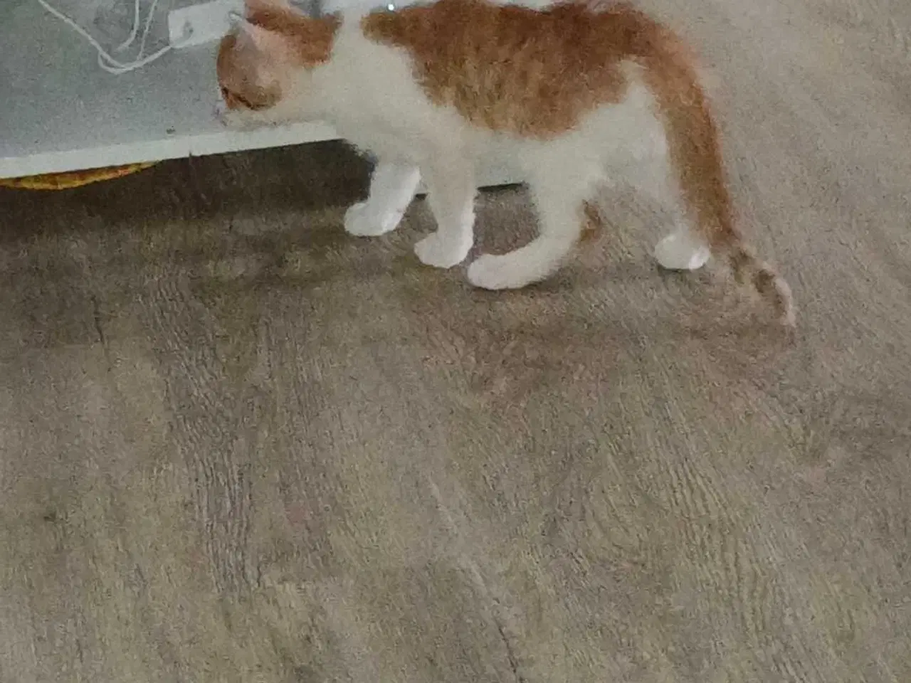 Billede 3 - Killing søger nyt hjem 