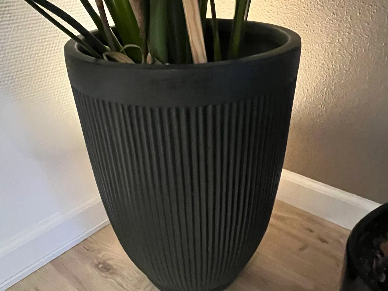 Billede 3 - Stor Strelitzia Nicolai ca. 230 cm inkl. potte